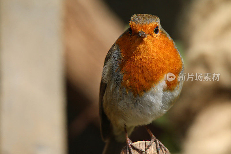 野知更鸟红胸雀栖息在篱笆柱在阳光下，知更鸟鸟(Erithacus rubecula)栖息在橙色红色的胸部和棕色的羽毛，花园野生动物，自然和鸟类观察在英国，英国，在模糊的花园背景